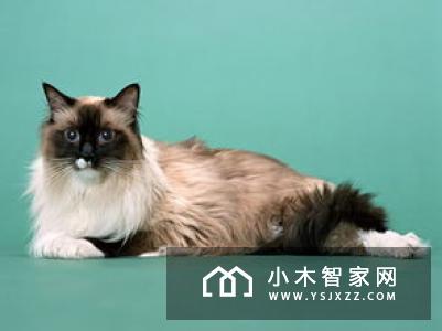 小狗机器人首次出海参加美国消费电子展