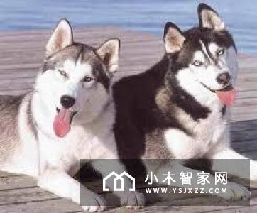 小狗机器人首次出海参加美国消费电子展