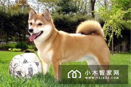 小狗机器人首次出海参加美国消费电子展