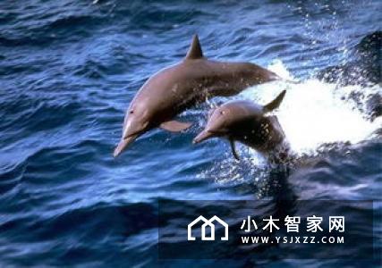 哈奇智能张萌：“AI 人居”跳出幻想，成为现实