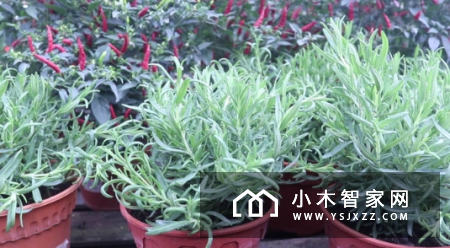 我们研究了七款驱蚊神器，差一点就全军覆没