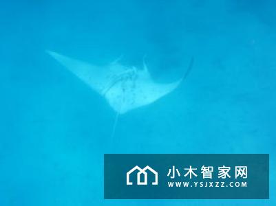 美的驶向深海